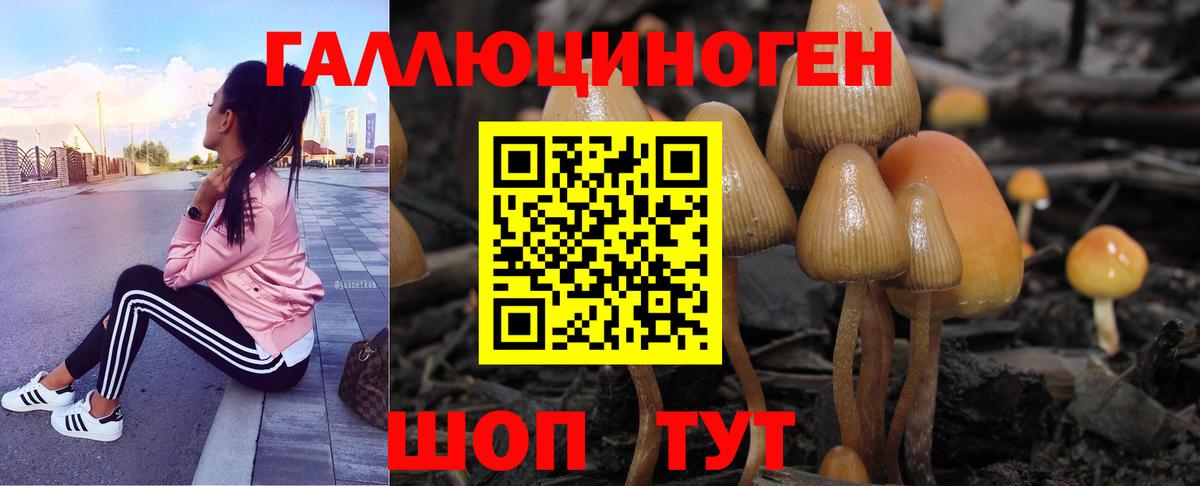Сланцы  Псилоцибиновые грибы MAGIC MUSHROOMS  Вход с VPN 