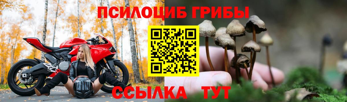 Псилоцибиновые грибы Psilocybine cubensis Сланцы